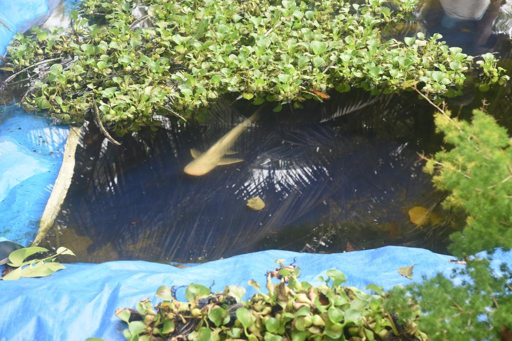 Marari Bethsaida Homestay Shertallai Esterno foto