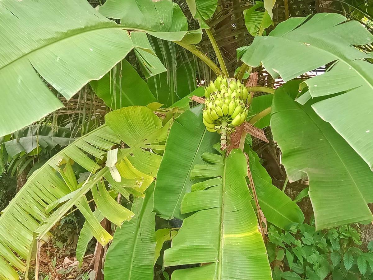 Marari Bethsaida Homestay Shertallai Esterno foto